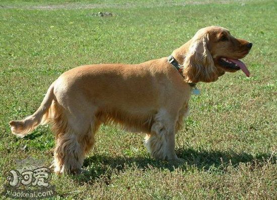 田野小獵犬怎么洗澡 田野小獵犬洗澡注意事項1