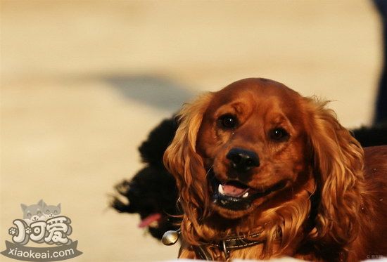 田野小獵犬拉肚子怎么處理 田野小獵犬拉稀治療方法1