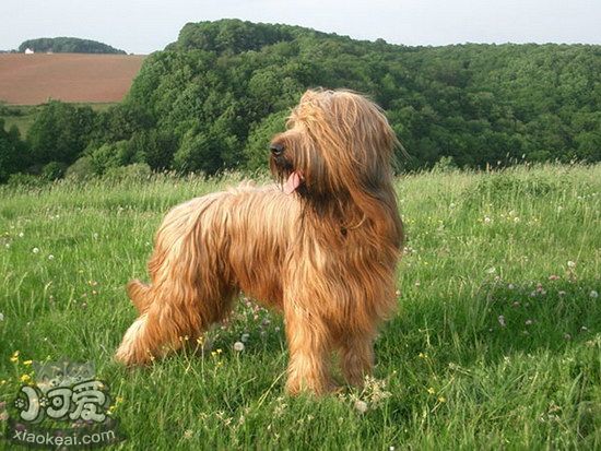 伯瑞犬牙齒怎么清洗 布雷獵犬口腔護理流程