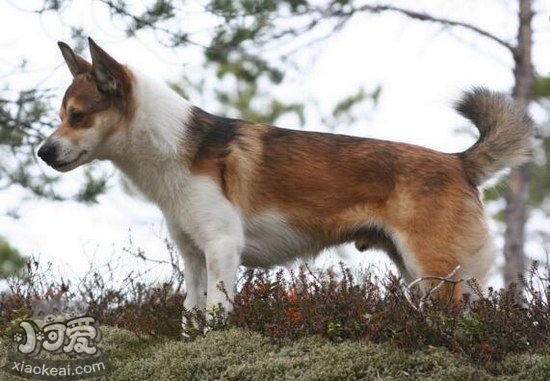 挪威倫德獵犬叼東西怎么訓(xùn)練 挪威倫德獵犬撿東西訓(xùn)練教程1