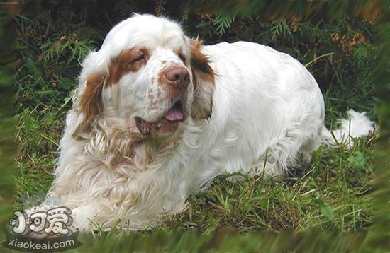 西班牙小獵犬牙齒怎么護(hù)理 西班牙小獵犬牙齒護(hù)理方法