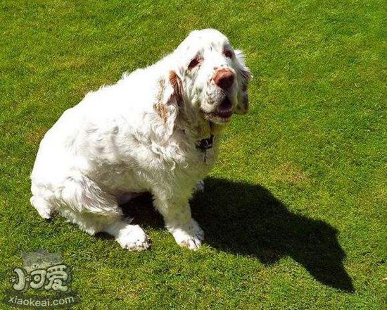 西班牙小獵犬注意力怎么訓(xùn)練 集中注意力訓(xùn)練方法