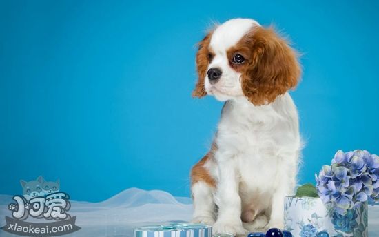 怎么給西班牙小獵犬洗澡 西班牙小獵犬洗澡注意事項