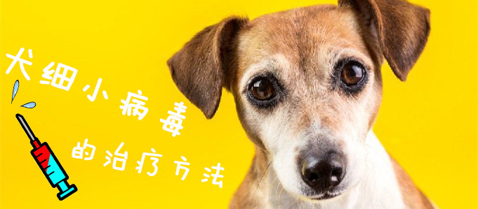 犬細小病毒的治療方法