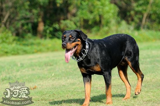 羅威納犬吃什么 羅威納犬飼養(yǎng)要點