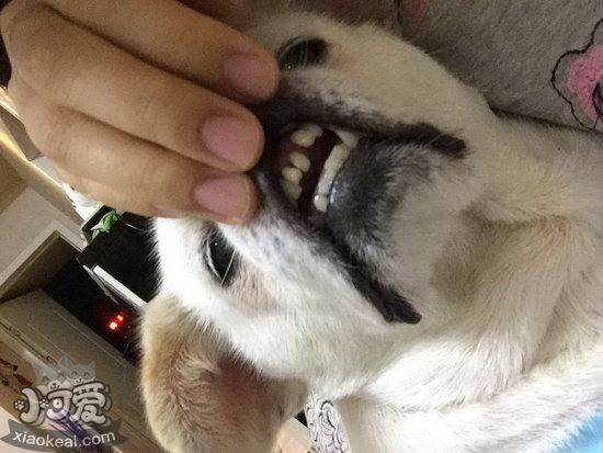 狗狗牙周炎怎么治療 狗狗牙周炎治療預(yù)防方法1