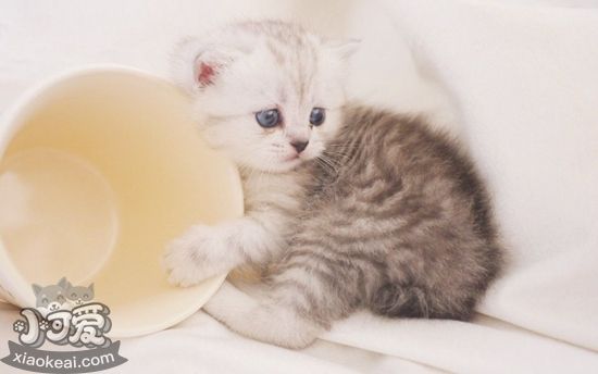 茶杯貓產房怎么準備 茶杯貓產房準備教程