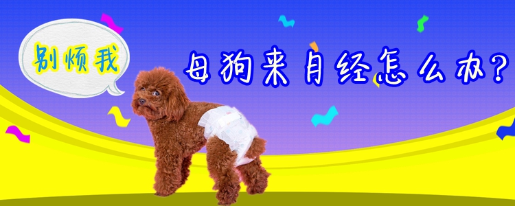 母狗來月經怎么辦