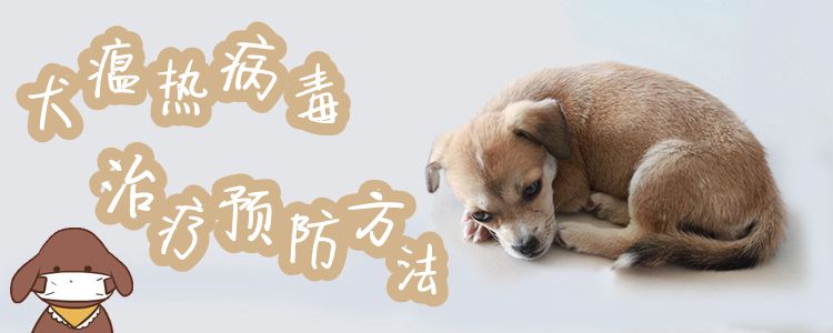 犬瘟熱病毒治療預防方法1