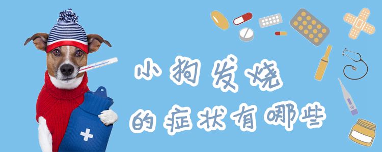 小狗發燒的癥狀有哪些