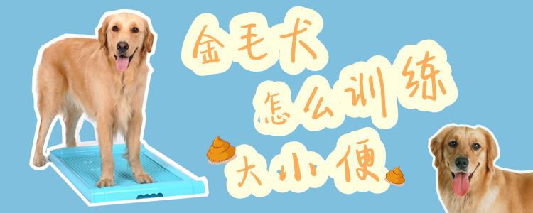 金毛犬怎么訓練上廁所