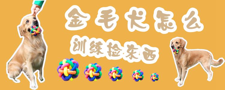 金毛犬怎么訓(xùn)練撿東西