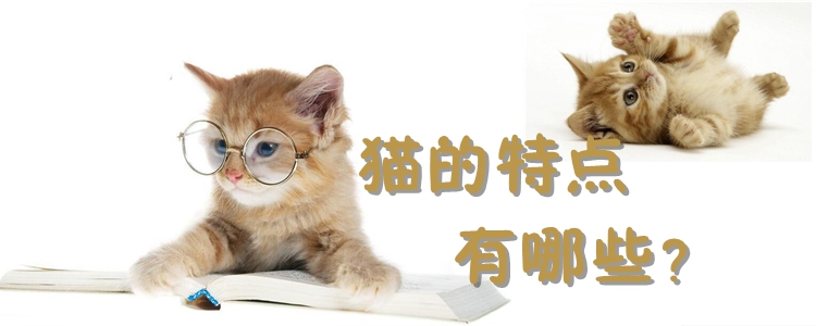 貓的特點(diǎn)有哪些