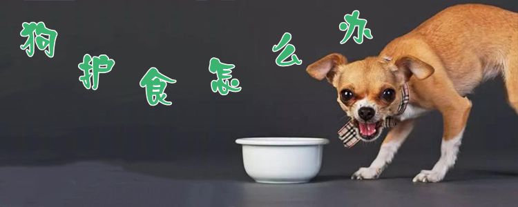 狗護(hù)食怎么辦