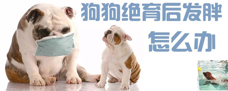 狗狗絕育后發胖怎么辦