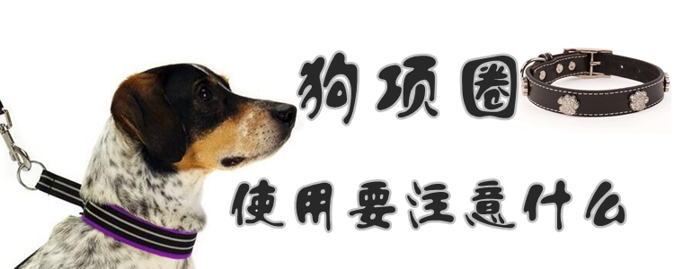 狗項圈使用要注意什么