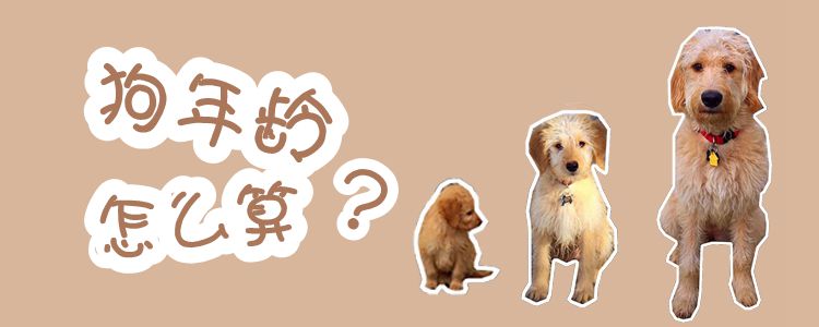 狗年齡怎么算