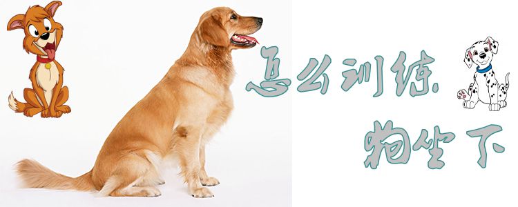 怎么訓練狗坐下