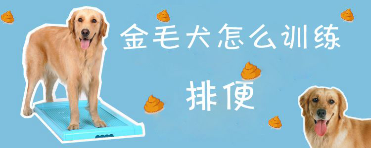 金毛犬怎么訓練排便