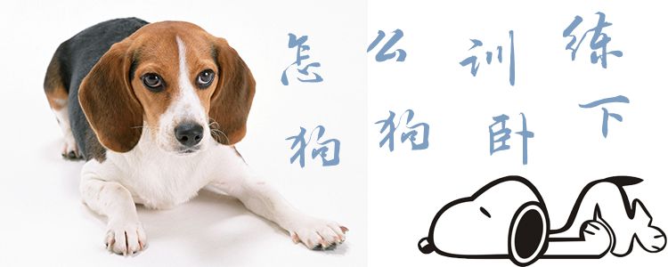 怎么訓練狗狗臥下1
