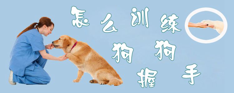 怎么訓(xùn)練狗握手