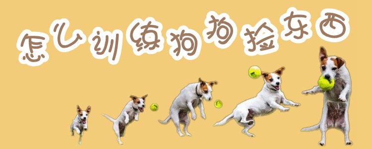 怎么訓練狗撿東西1