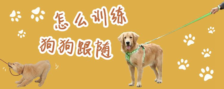 怎么訓練狗狗跟隨