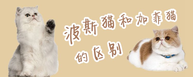 波斯貓和加菲貓的區別