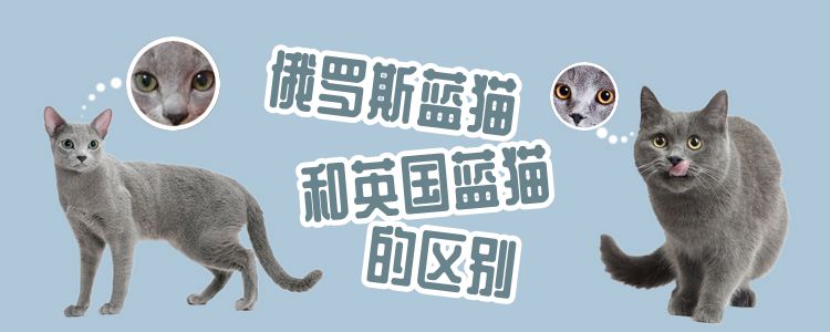俄羅斯藍貓和英國藍貓的區(qū)別