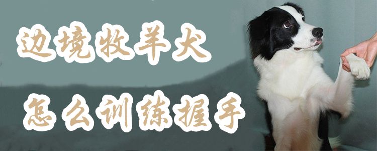 邊境牧羊犬怎么訓練握手1