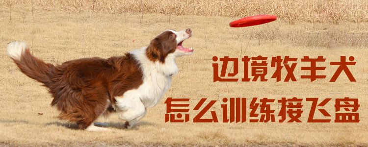 邊境牧羊犬怎么訓(xùn)練接飛盤(pán)