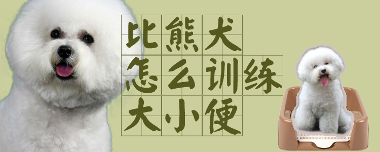 比熊犬怎么訓練大小便