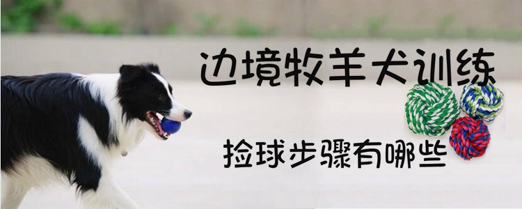 邊境牧羊犬訓練撿球步驟有哪些