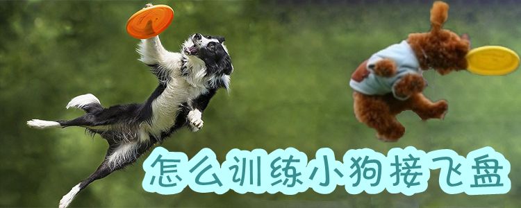 怎么訓(xùn)練小狗接飛盤(pán)1