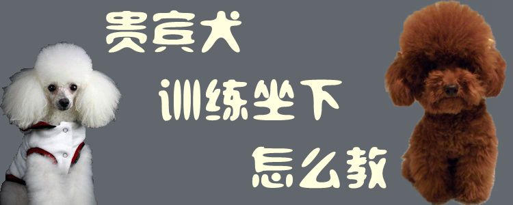 貴賓犬訓(xùn)練坐下怎么教