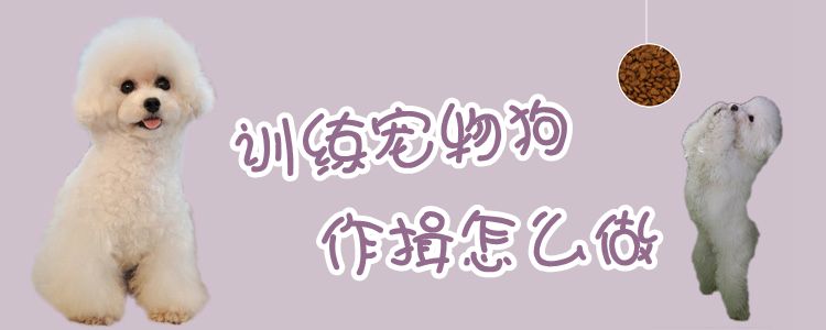 訓練寵物狗作揖怎么做