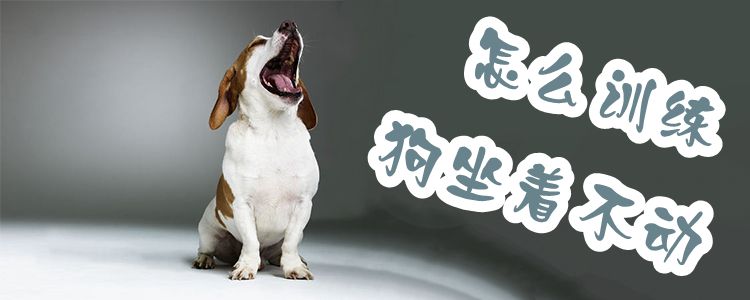 怎么訓練狗坐著不動