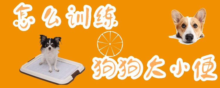 怎么訓練狗狗大小便