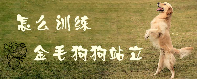 怎么訓練金毛狗狗站立1