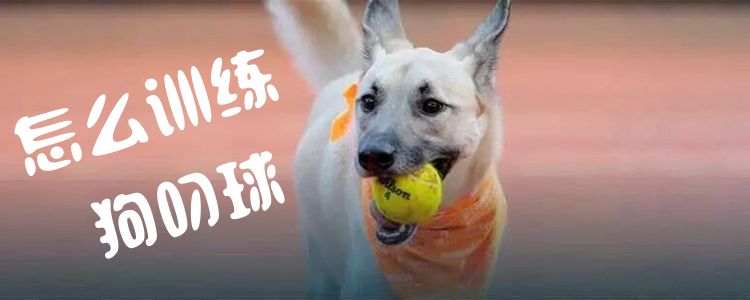 怎么訓練狗叼球