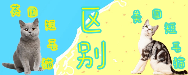 英國短毛貓和美國短毛貓的區別有哪些