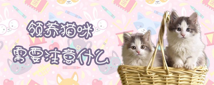 領養貓咪需要注意什么