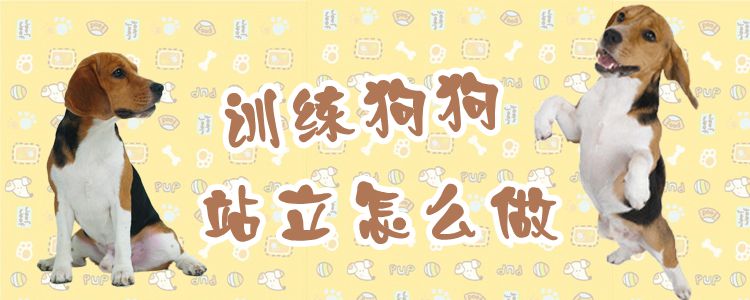 訓(xùn)練狗狗站立怎么做