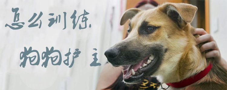 怎么訓(xùn)練狗狗護主1