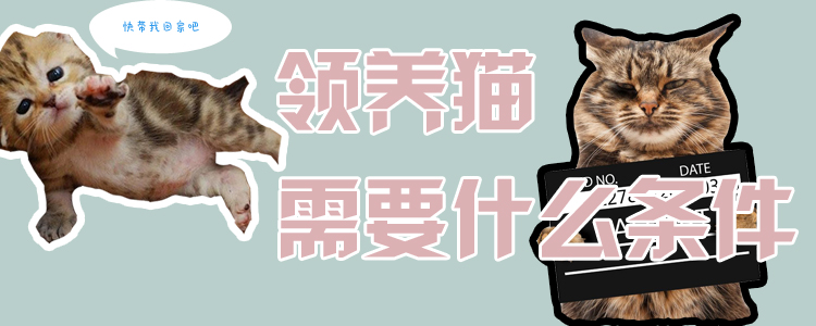 領養貓需要什么條件