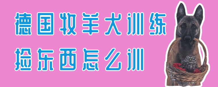 德國牧羊犬訓(xùn)練撿東西怎么訓(xùn)