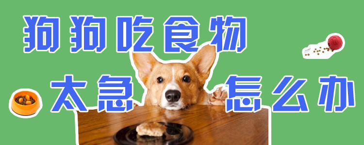 狗狗吃食物太急怎么辦