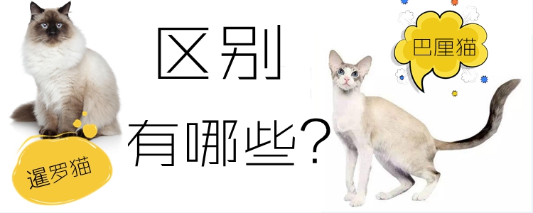 巴厘貓和暹羅貓的區別有哪些