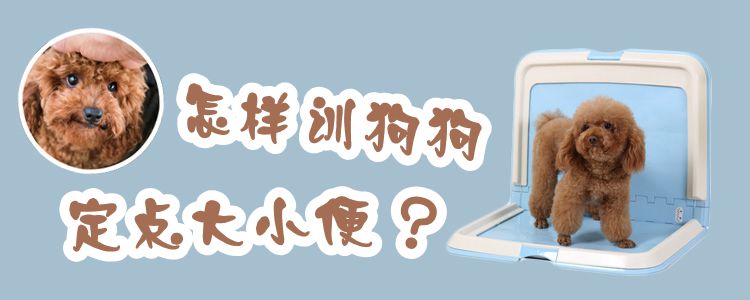 怎樣訓(xùn)狗狗定點大小便