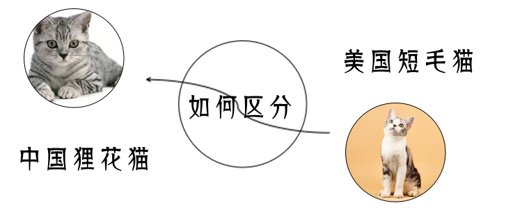 美國短毛貓與中國貍花貓如何區分